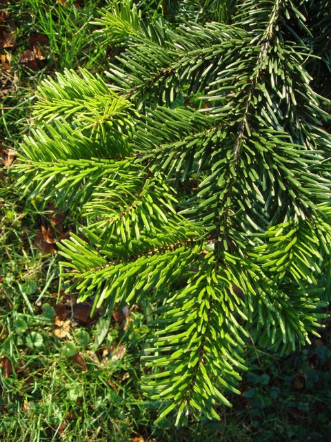 Abies nordmanniana rameau